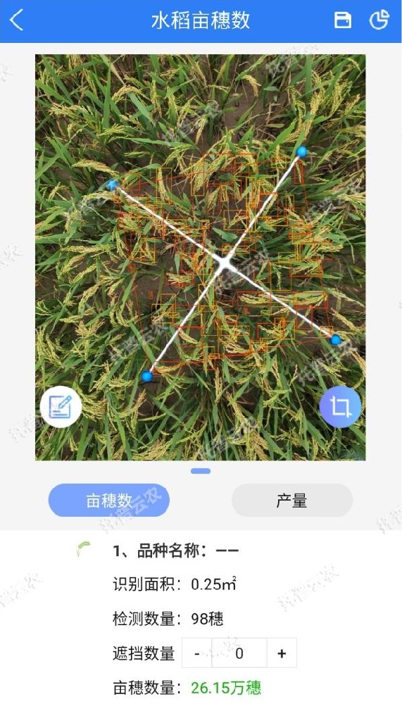 水稻測產，要用精準高效又便捷的畝穗數測量系統